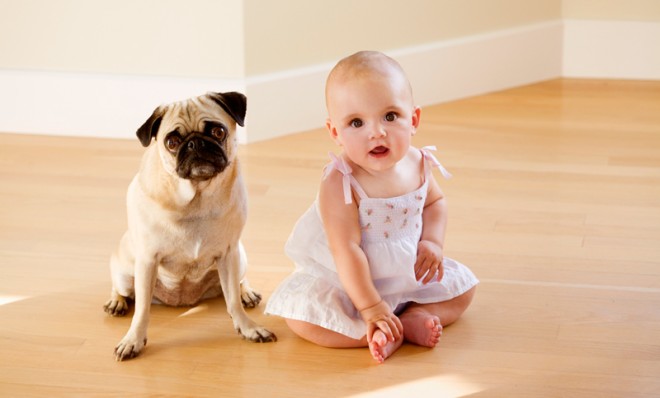Dogs and babies: not so different