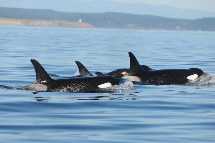 Researchers celebrate the birth of a baby orca in Puget Sound