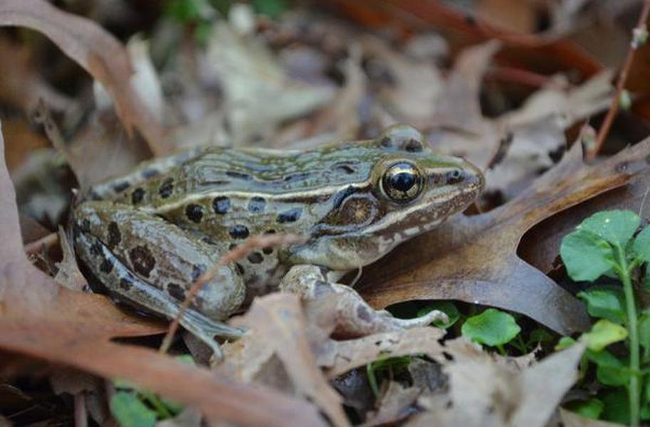 This new frog species coughs instead of croaks