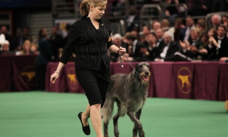 Foxcliffe Hickory Wind is the first Scottish deerhound to take home the coveted &quot;Best in Show&quot; prize. 