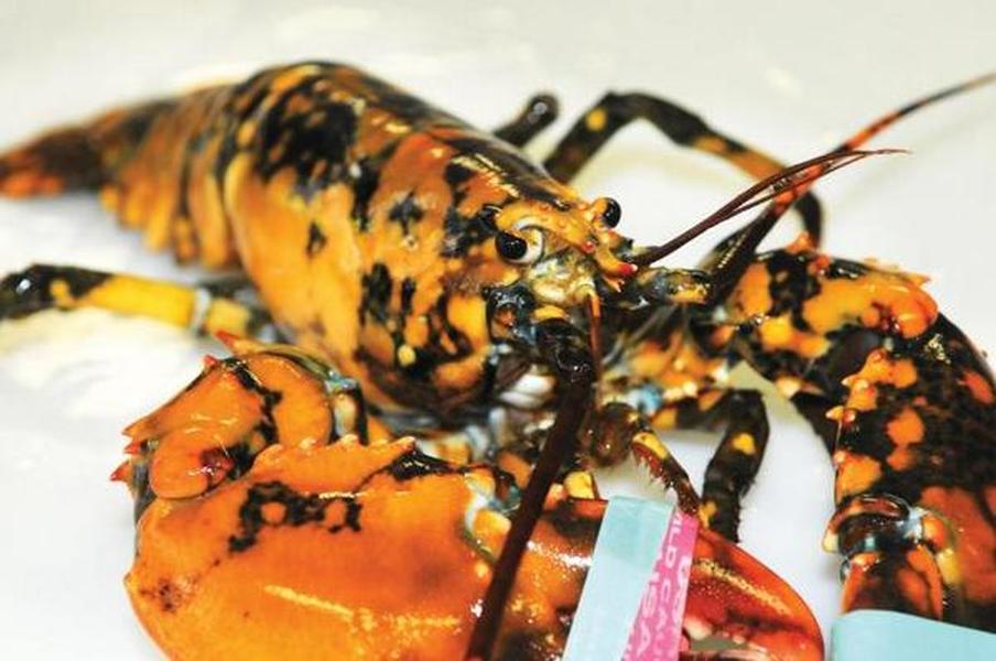 What a catch: Fisherman finds extremely rare calico lobster