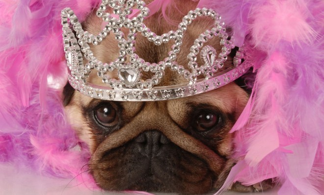 You don&#039;t have to treat your pug as a princess for her to cost a fortune.