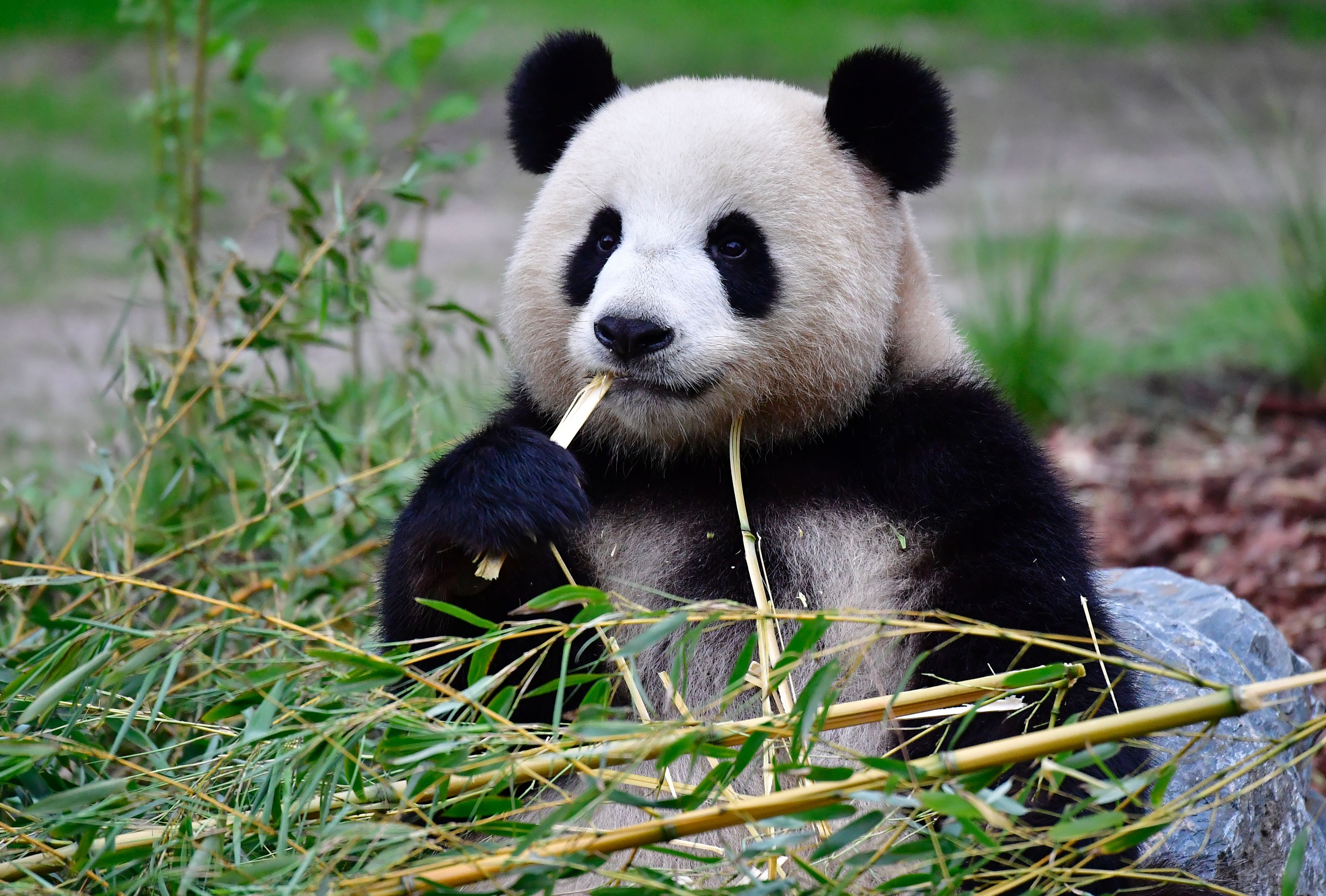 A panda bear.