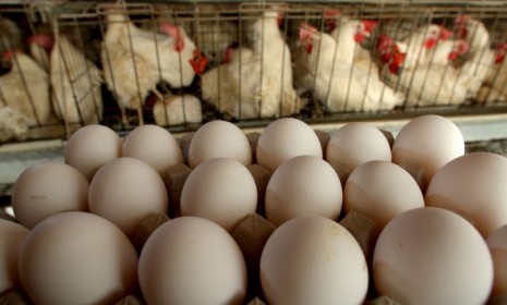 Freshly-laid eggs are collected for delivery to a local packing plant. 