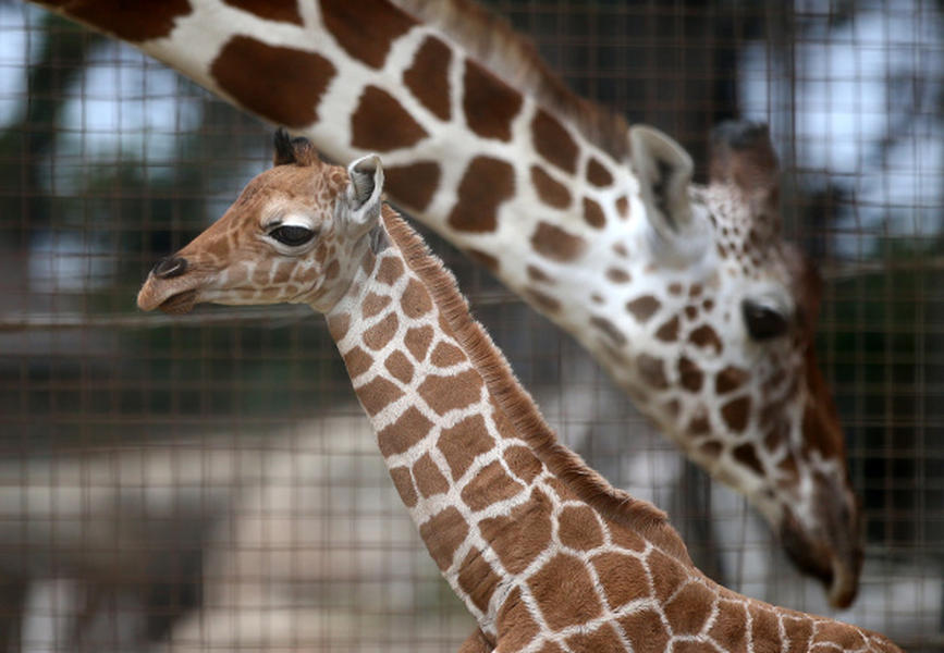 Giraffes in jeopardy due to poaching, loss of habitat