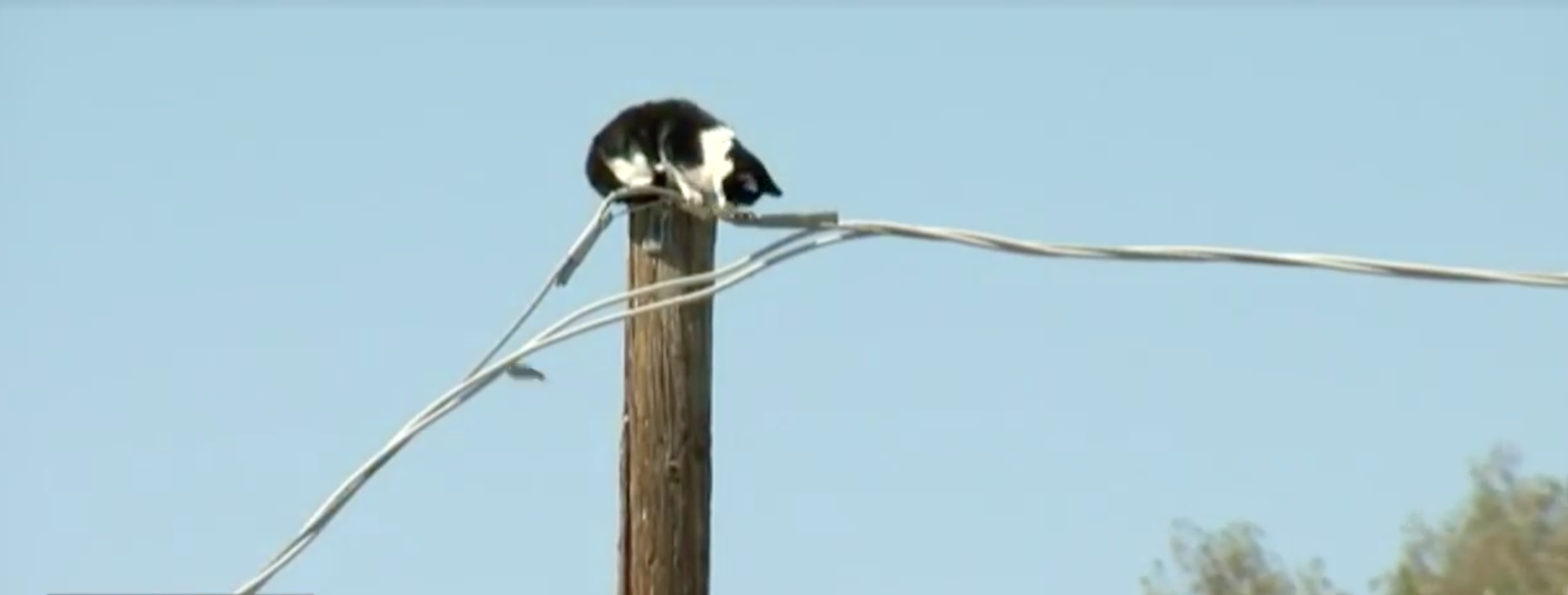 Arizona cat stuck on pole.