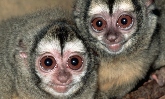 These monkeys are the most monogamous primates on earth | The Week