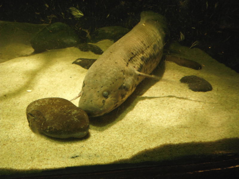 Evolutionary biologists shocked by what they discover about the electric eel