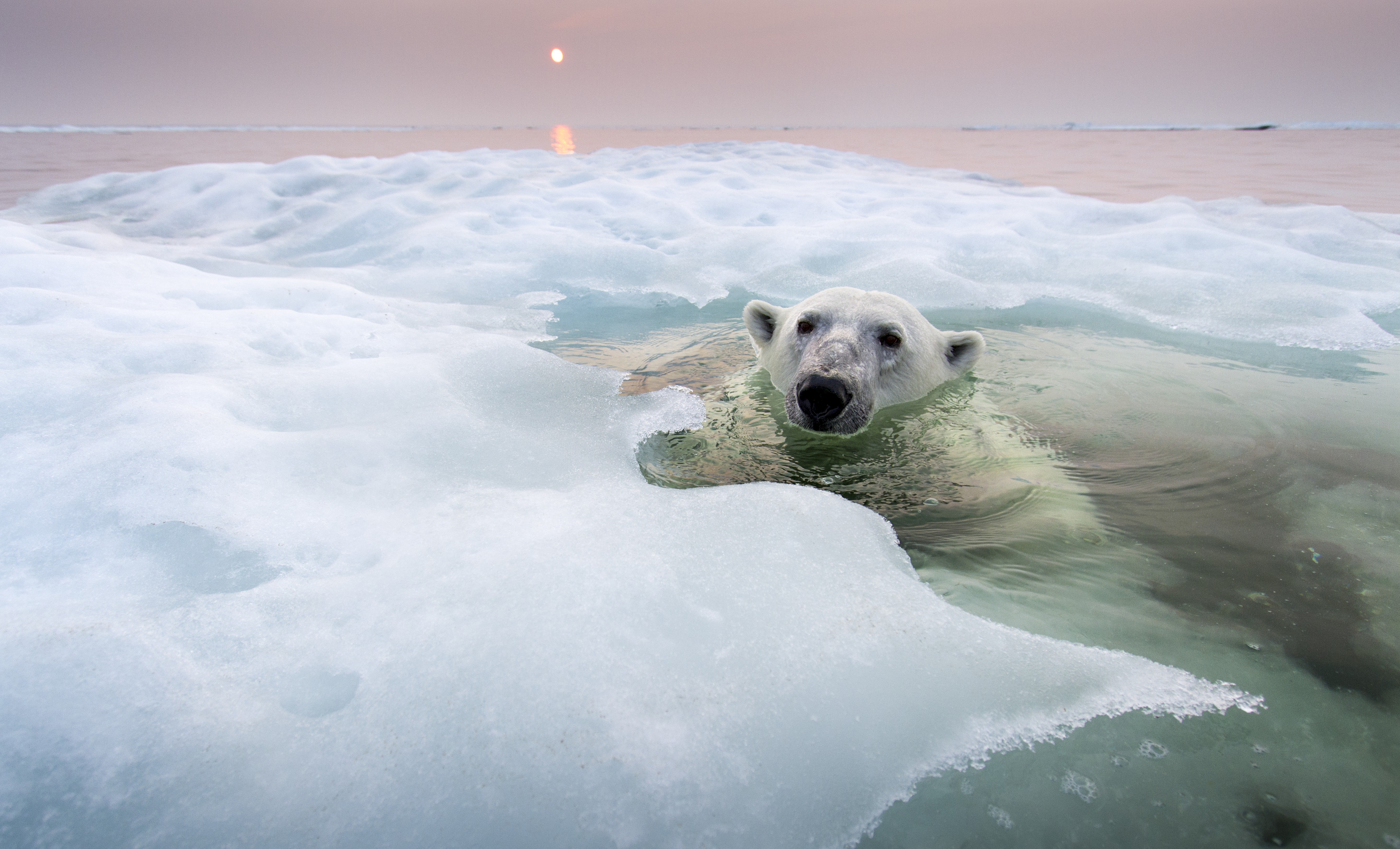 A polar bear swims beneath melting ice.