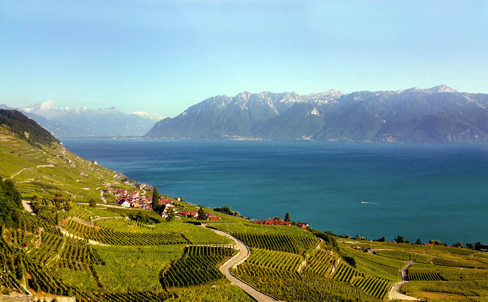 Terraced vineyards roll down the slopes to Lake Geneva, Switzerland.