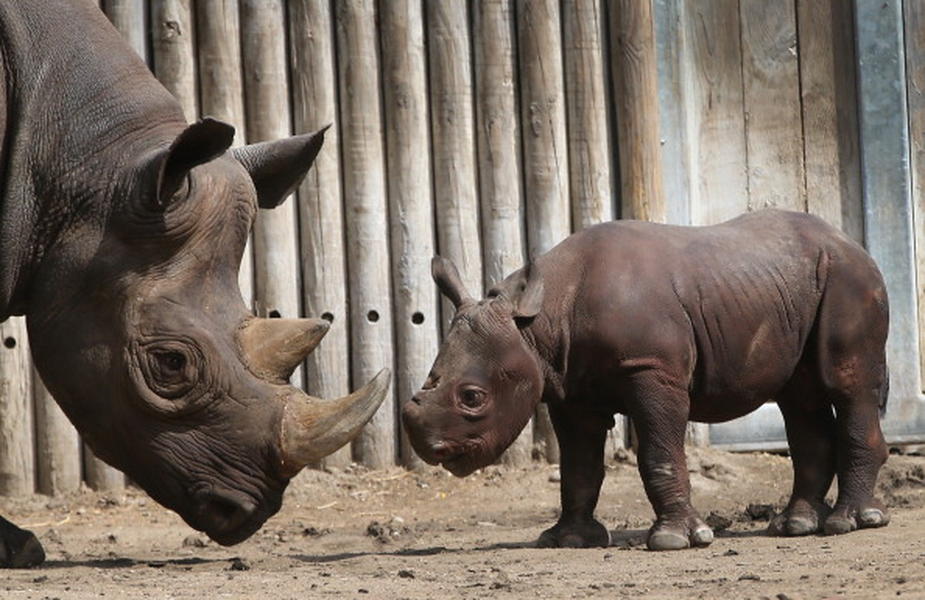 Poachers have killed a record number of rhinos in South Africa