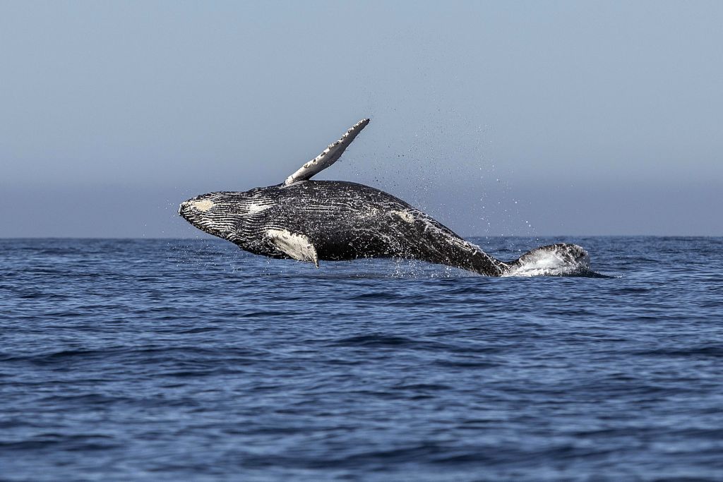 A humpback whale in the waters off Mexico.