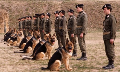 German Shepherds, seen here with Italian police