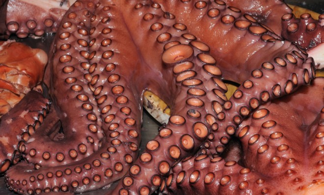 Octopodes &gt; Octopuses