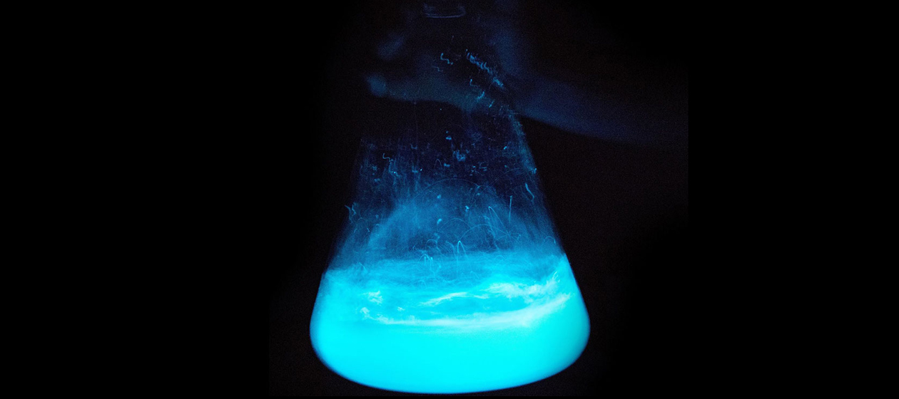 Bioluminescence.
