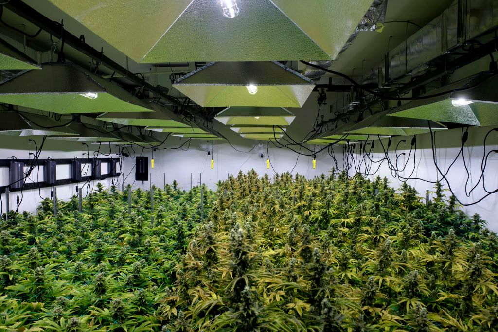 Marijuana grow warehouse