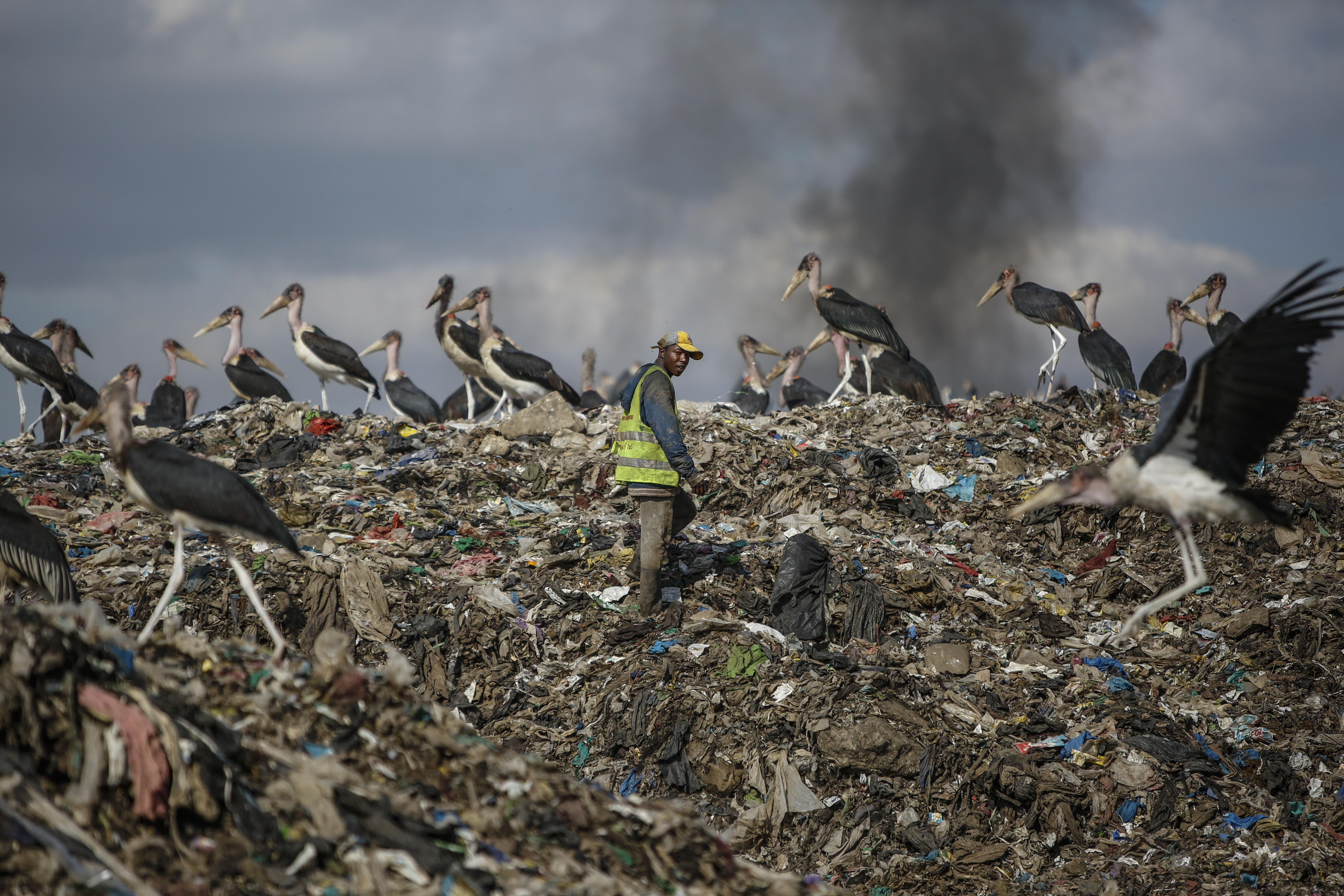 A recycling scavenger walks among storks in Nairobi.