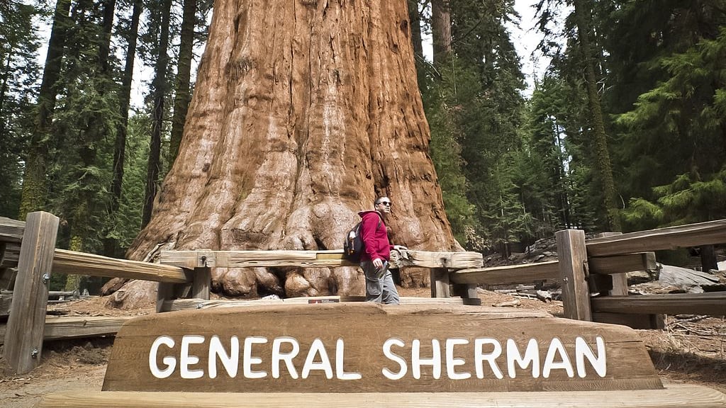 The General Sherman tree.