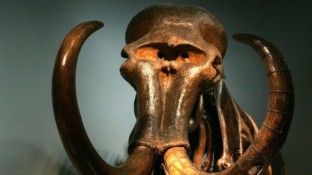The head and tusks of a mammoth.