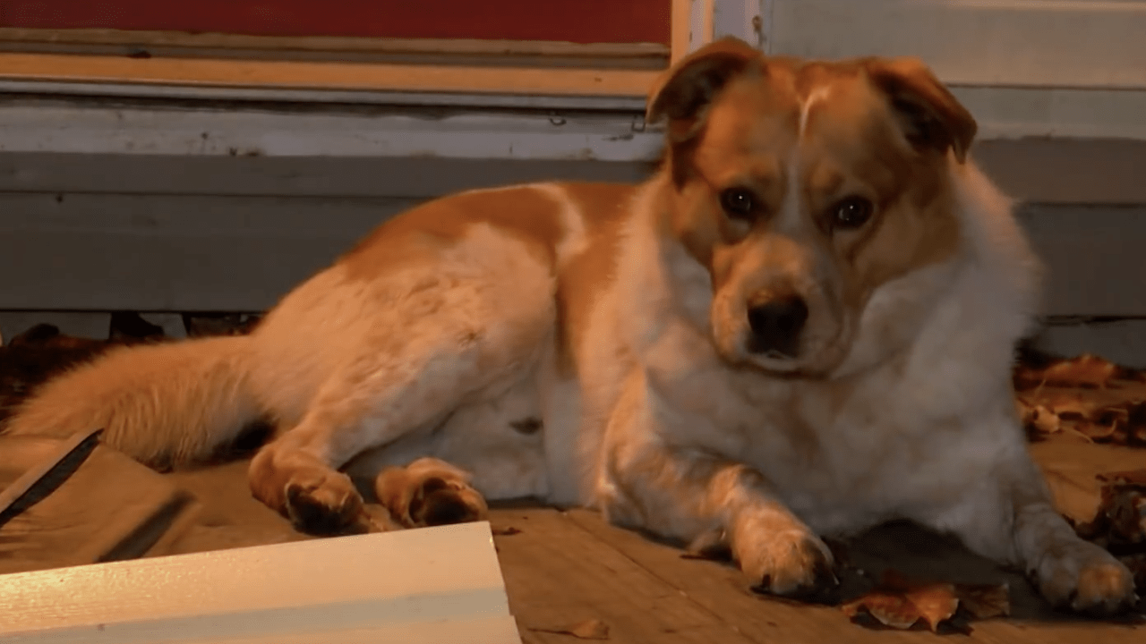 Butter, the stray dog that rescued a Virginia family.