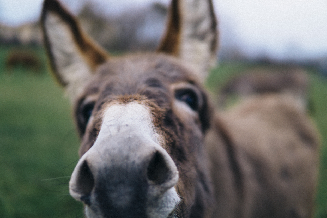 A happy donkey