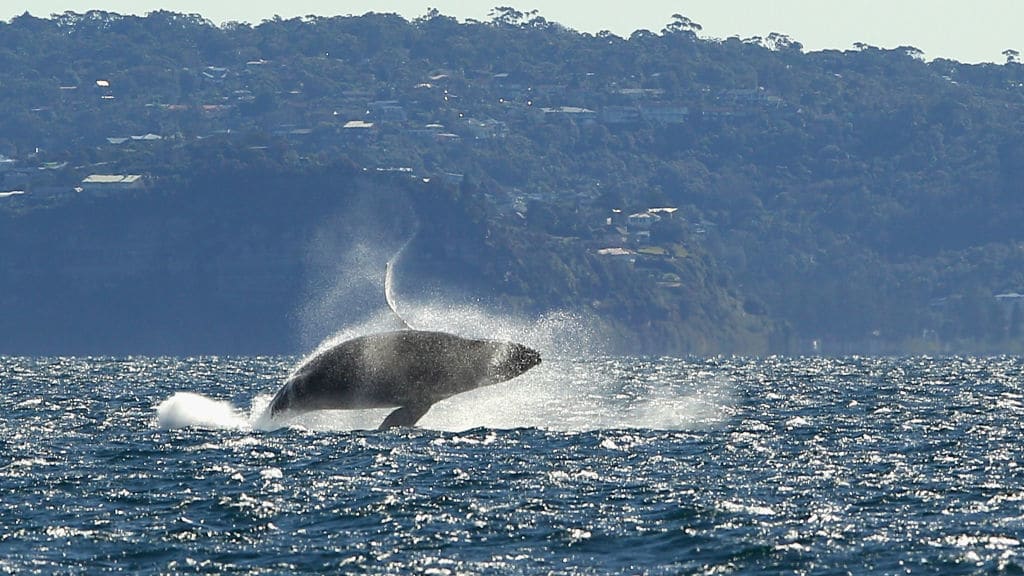 A humpback whale breaches in Sydney, Australia.