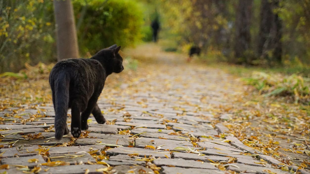 A black cat walking down a path.