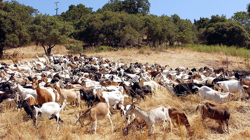 Goats eating dry brush.