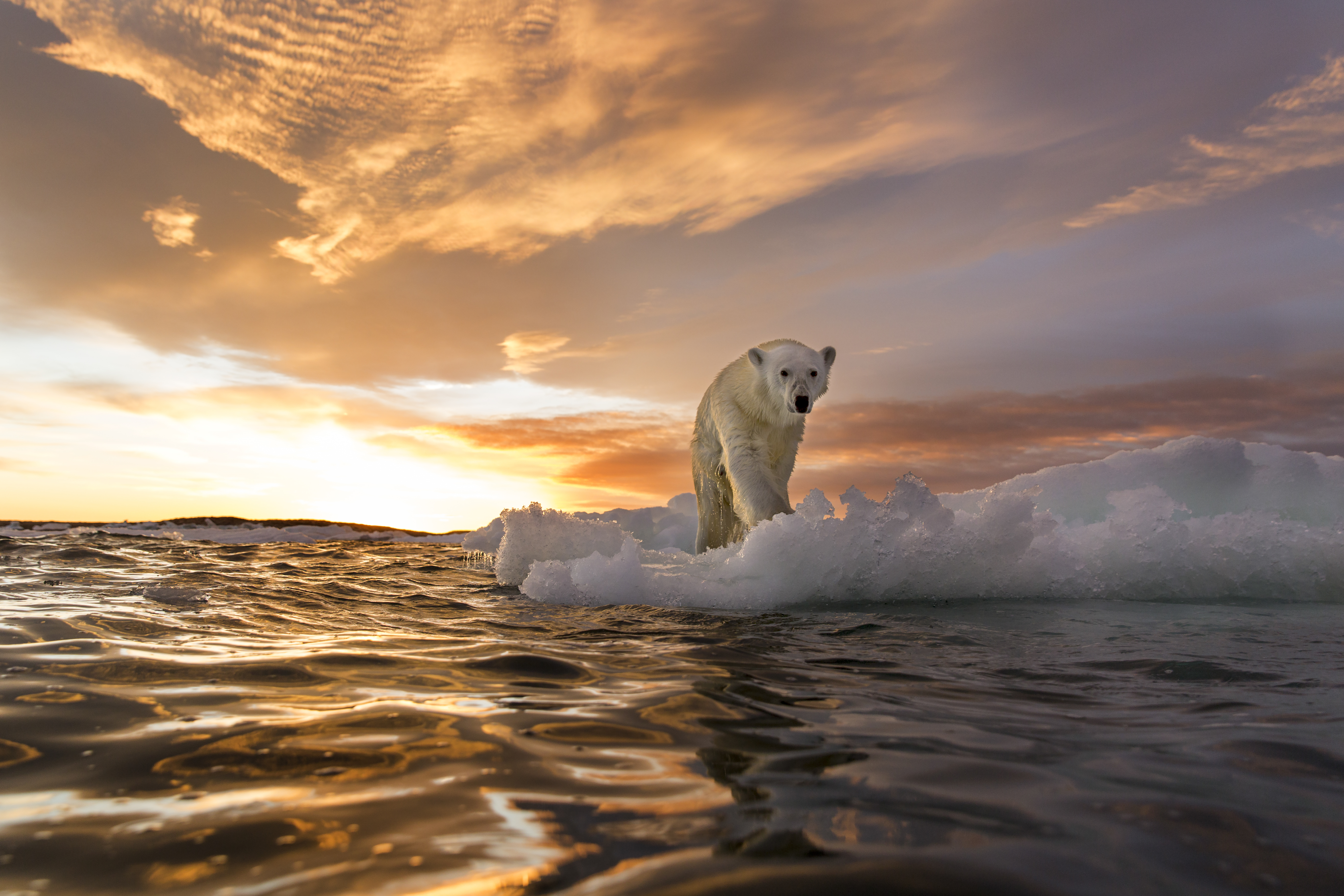 A bear stands on melting sea ice
