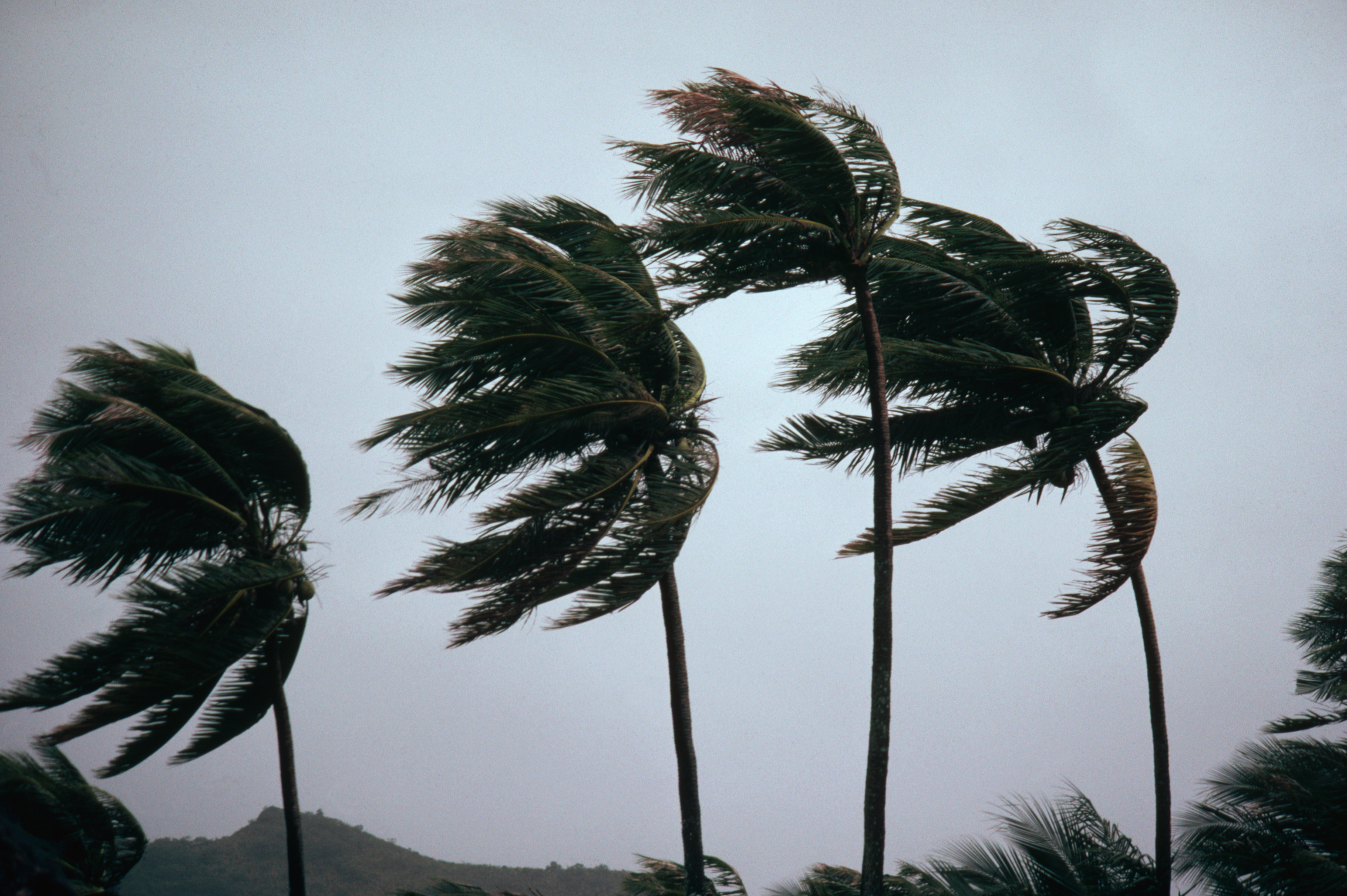 Typhoon Winds Blowing Coastal Palms