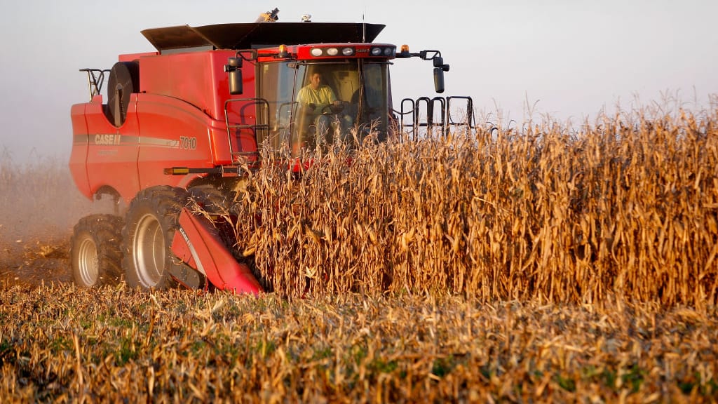 Farmers harvesting corn.