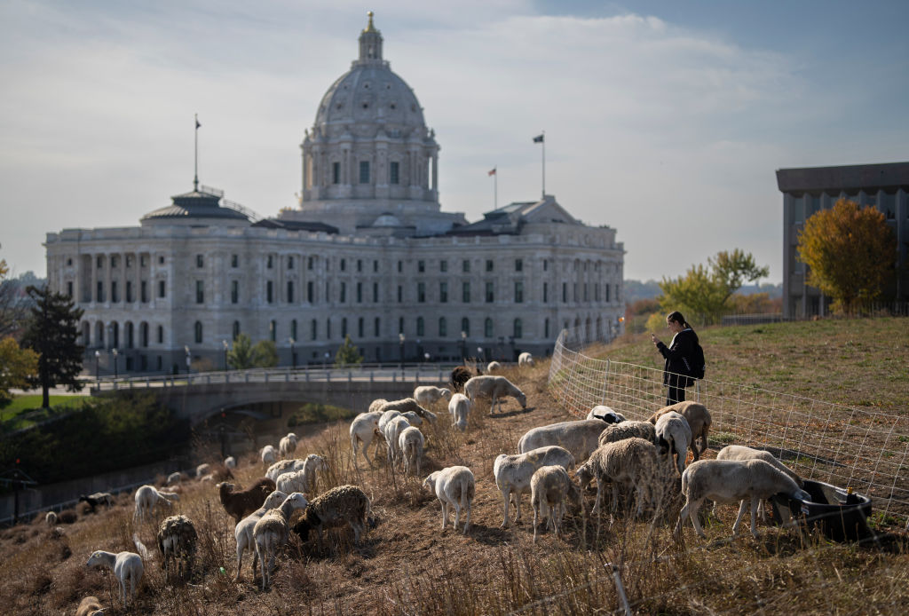 Sheep outside Minnesota statehouse