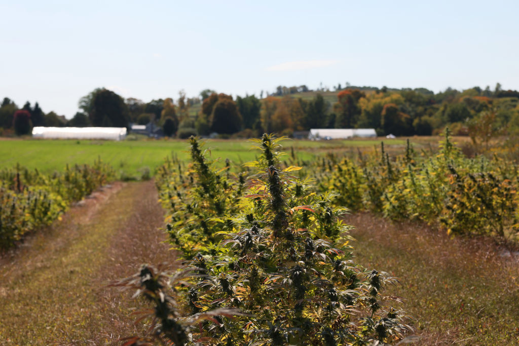 marijuana farm photo