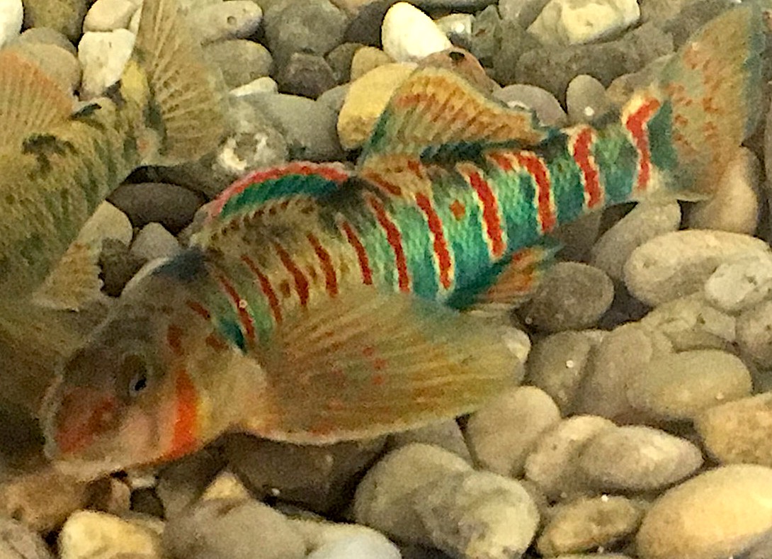 Rare candy darter fish released back into the wild