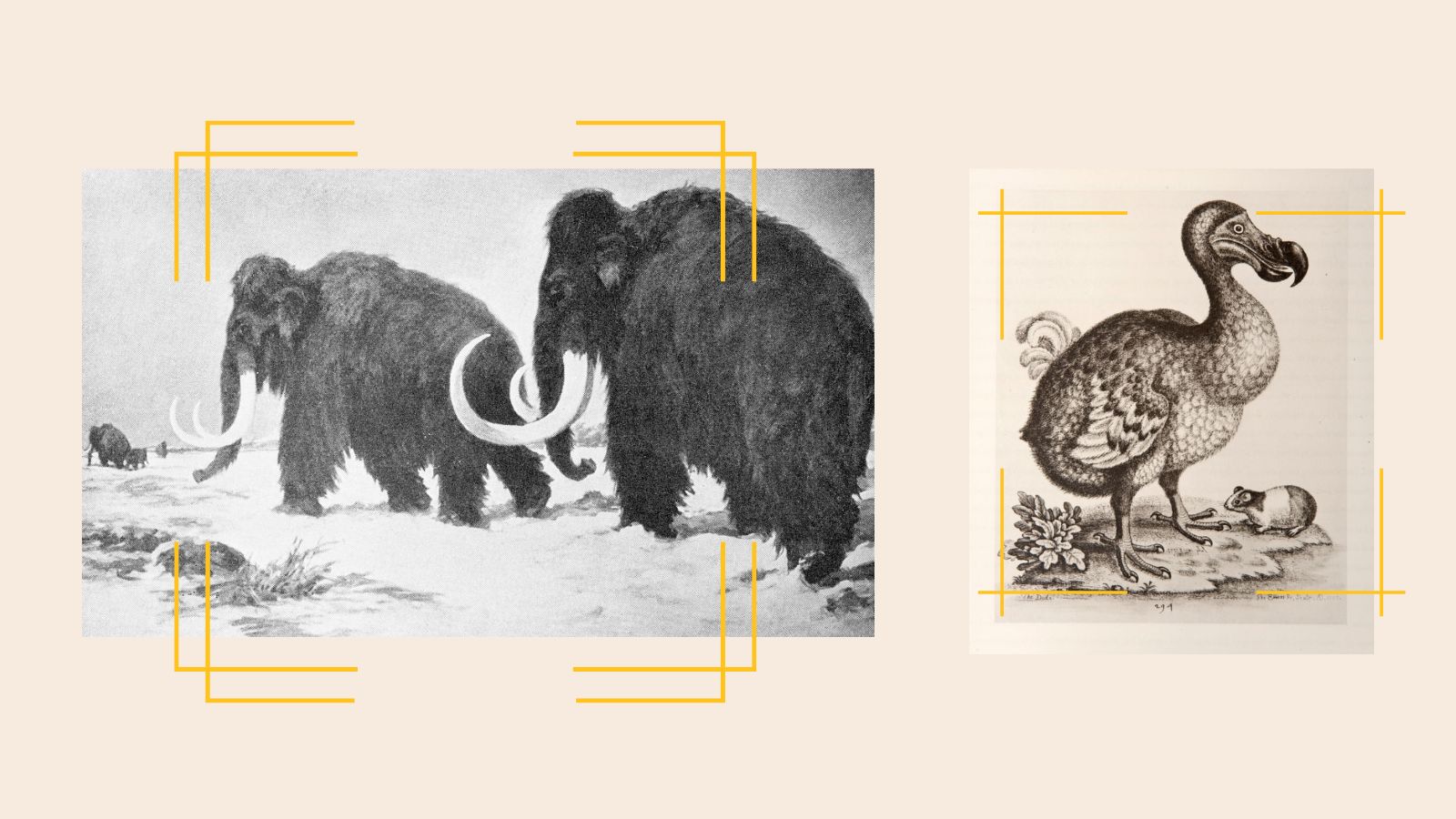 illustrations of wooly mammoths and a dodo bird