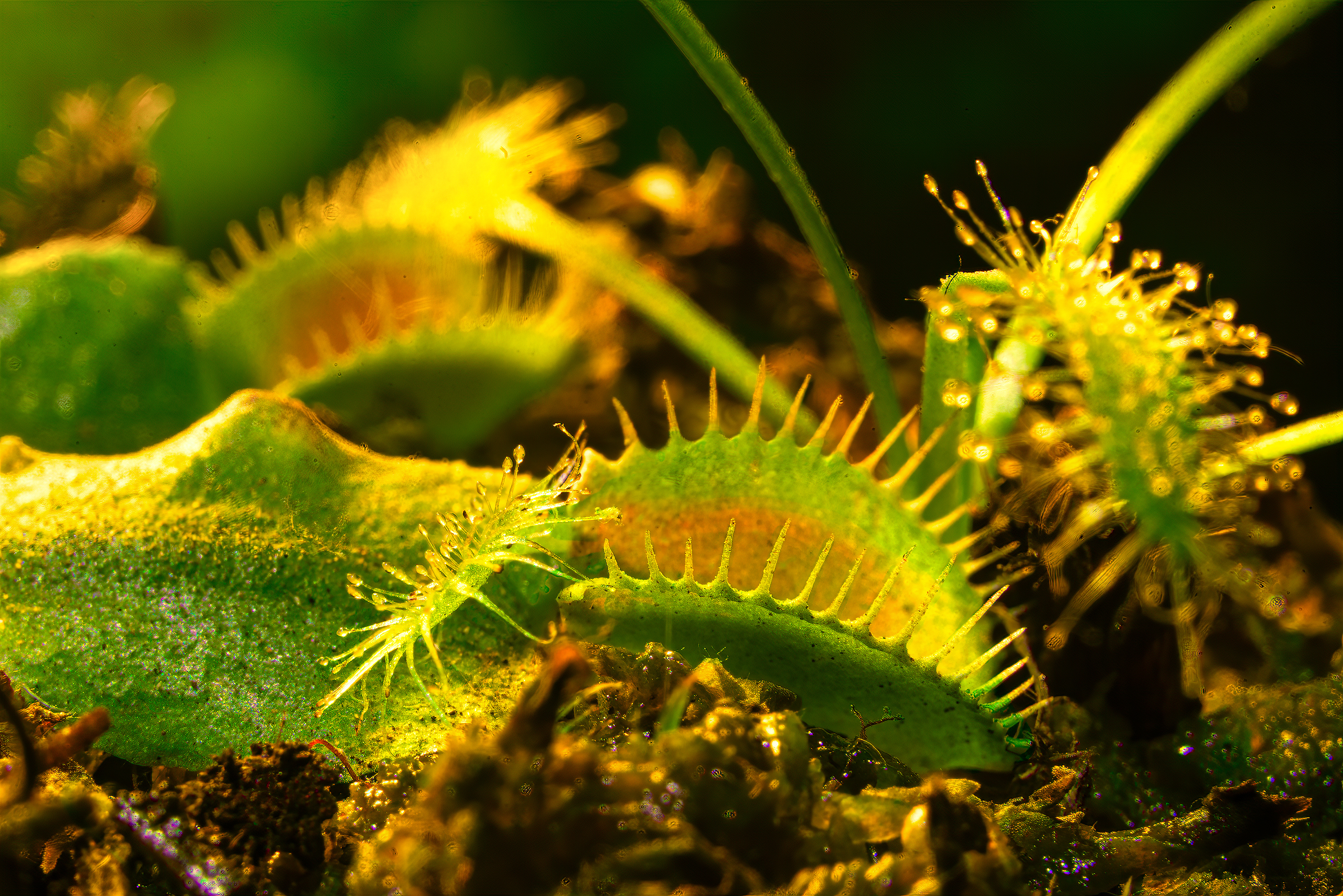 Venus flytraps.