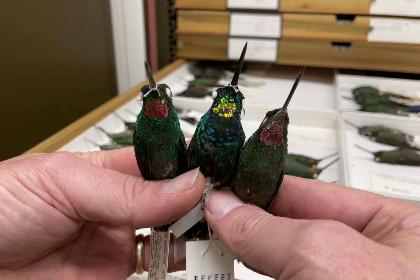 Newly discovered hummingbirds