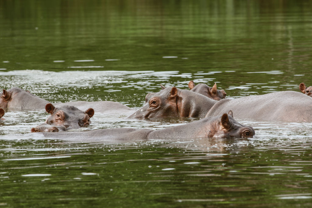 Hippos are seen swimming close to the Magdalena River in Doradal, Colombia