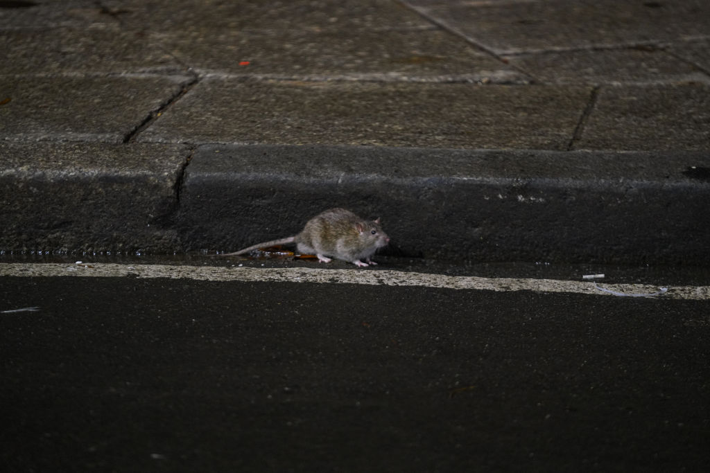 Rat on street.