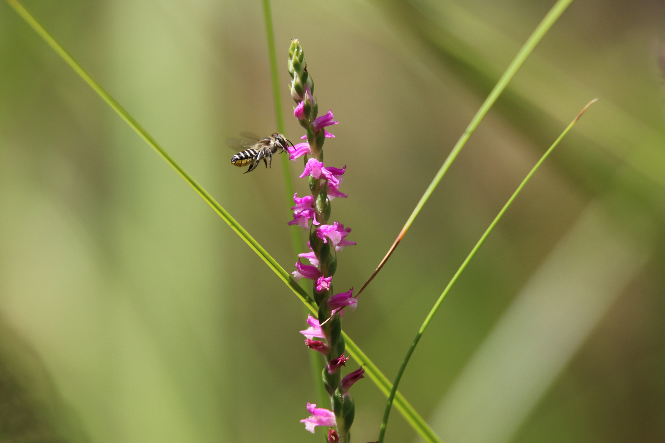 Leaf cutter bee pollinating Spiranthes australis