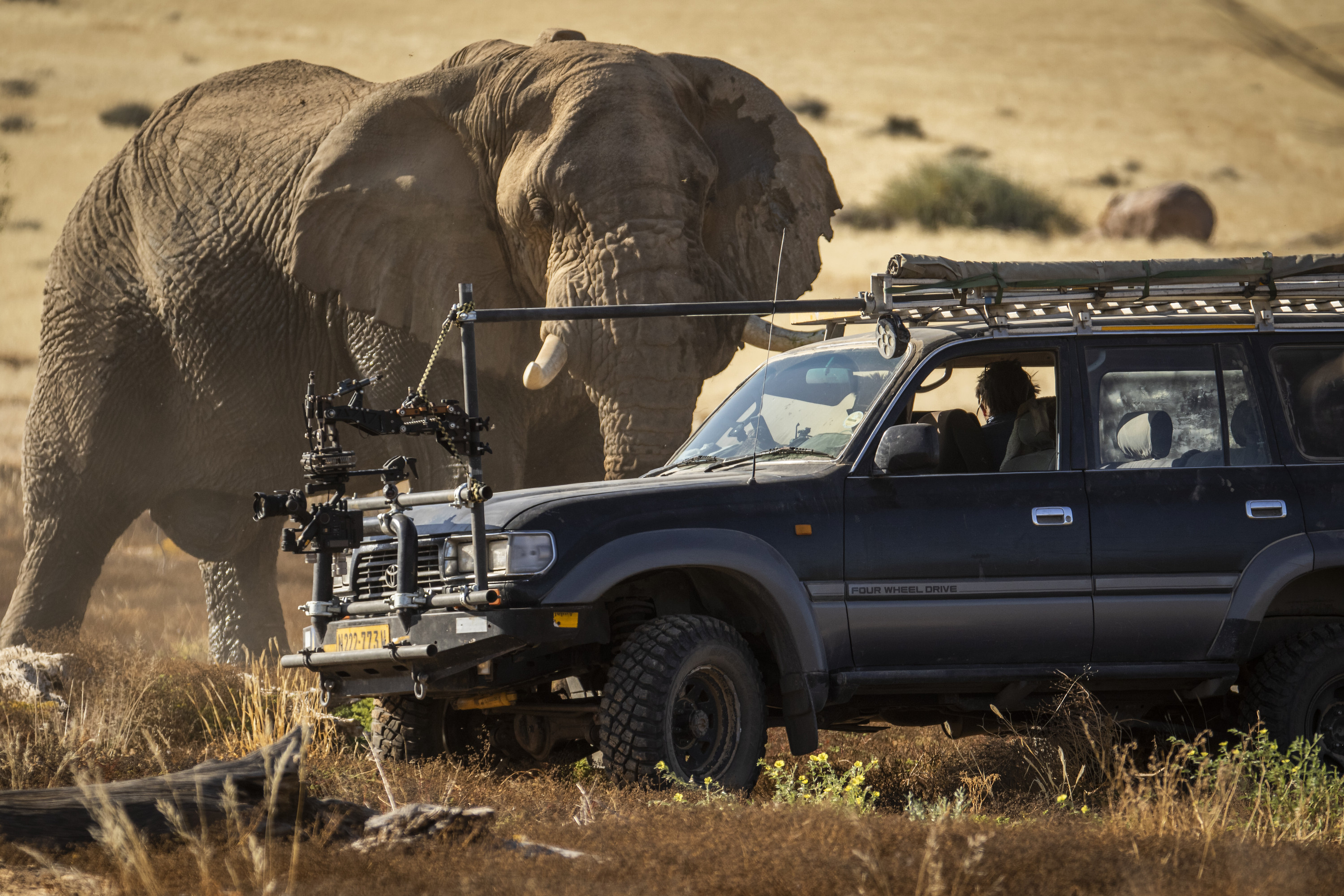 An elephant gets up close and personal with a vehicle.