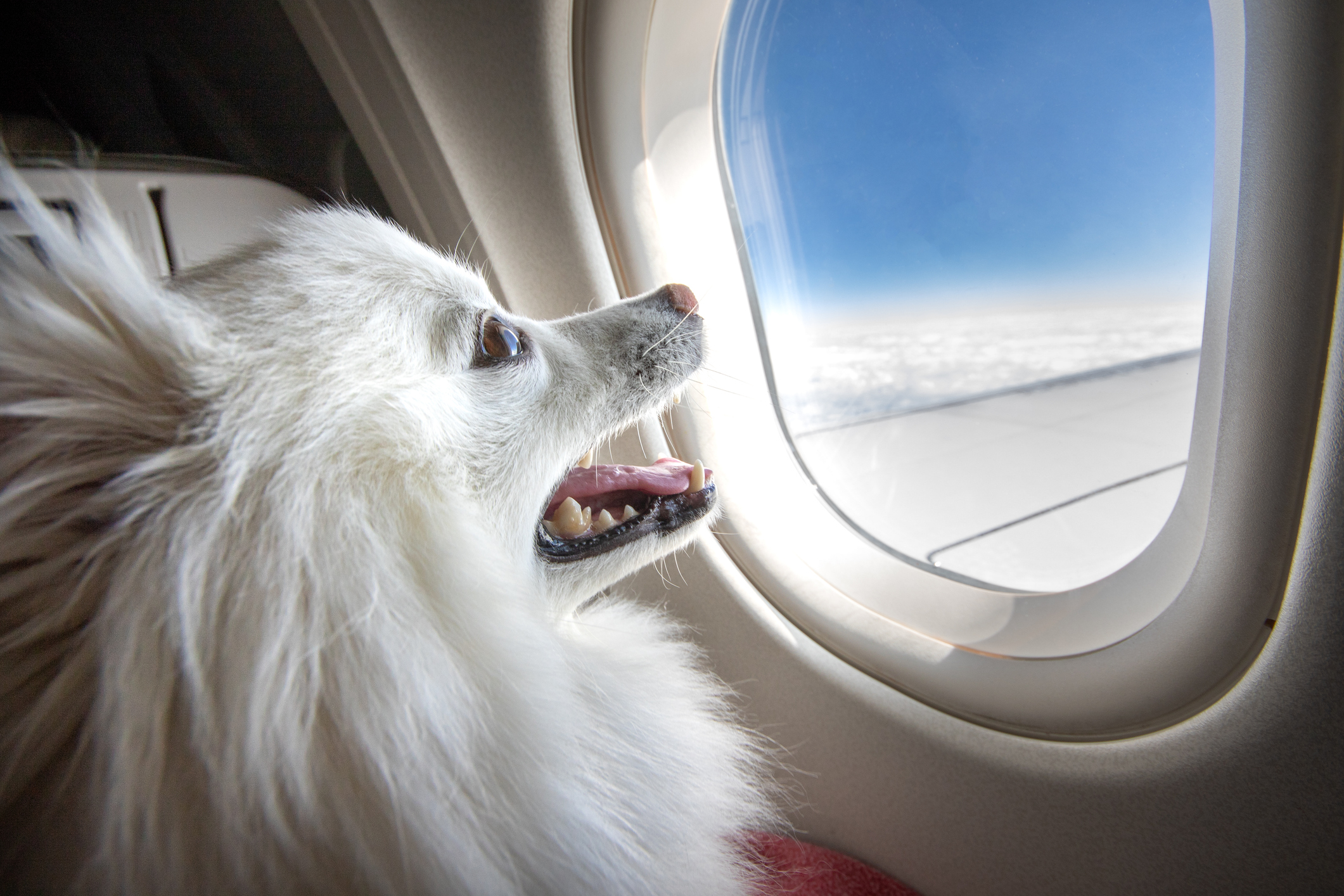 A dog looking out of an airplane window. 