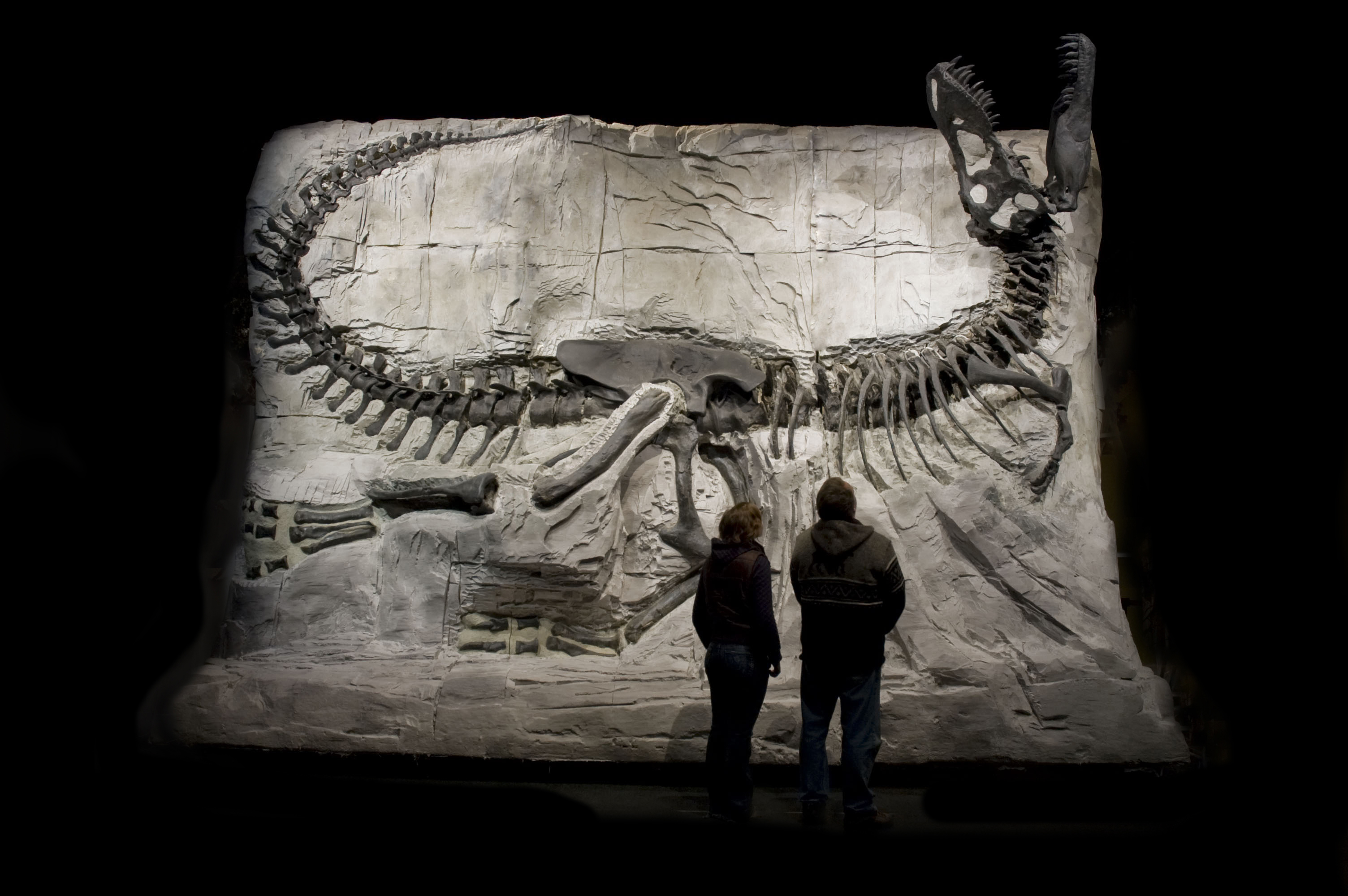 People look at a dinosaur fossil at the Royal Tyrrel Museum