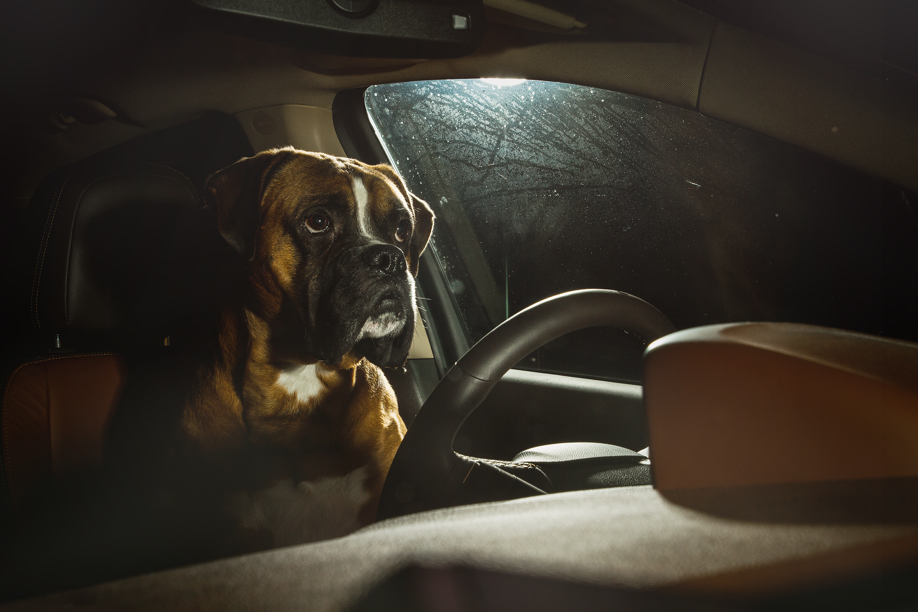 Dog in the driver seat of a vehicle. 