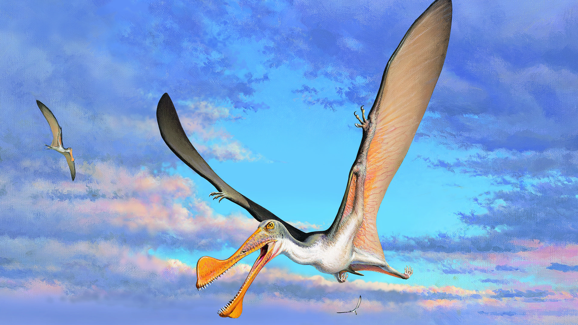 Reconstruction of Australian pterosaur.