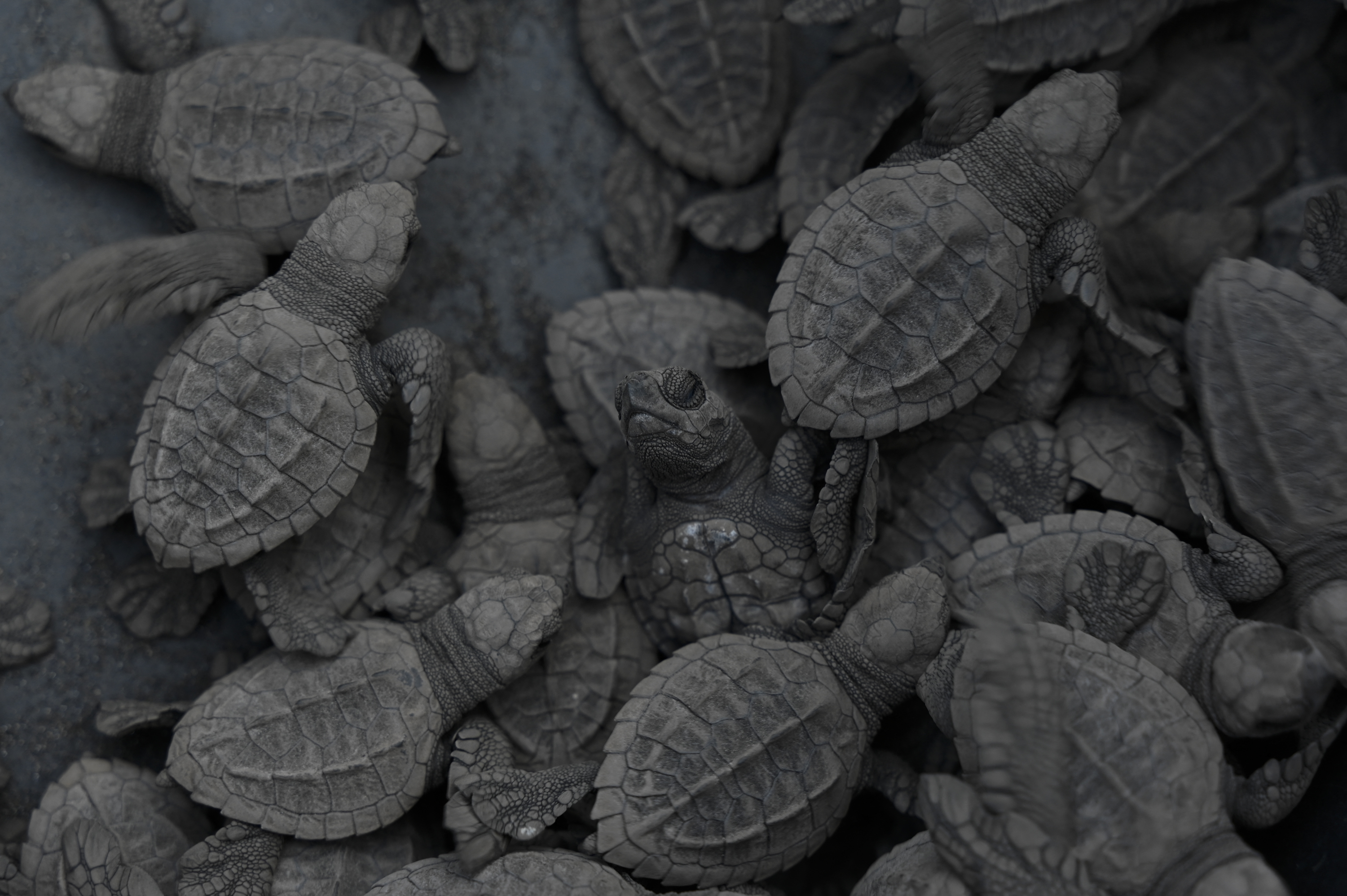 Black turtle hatchlings.