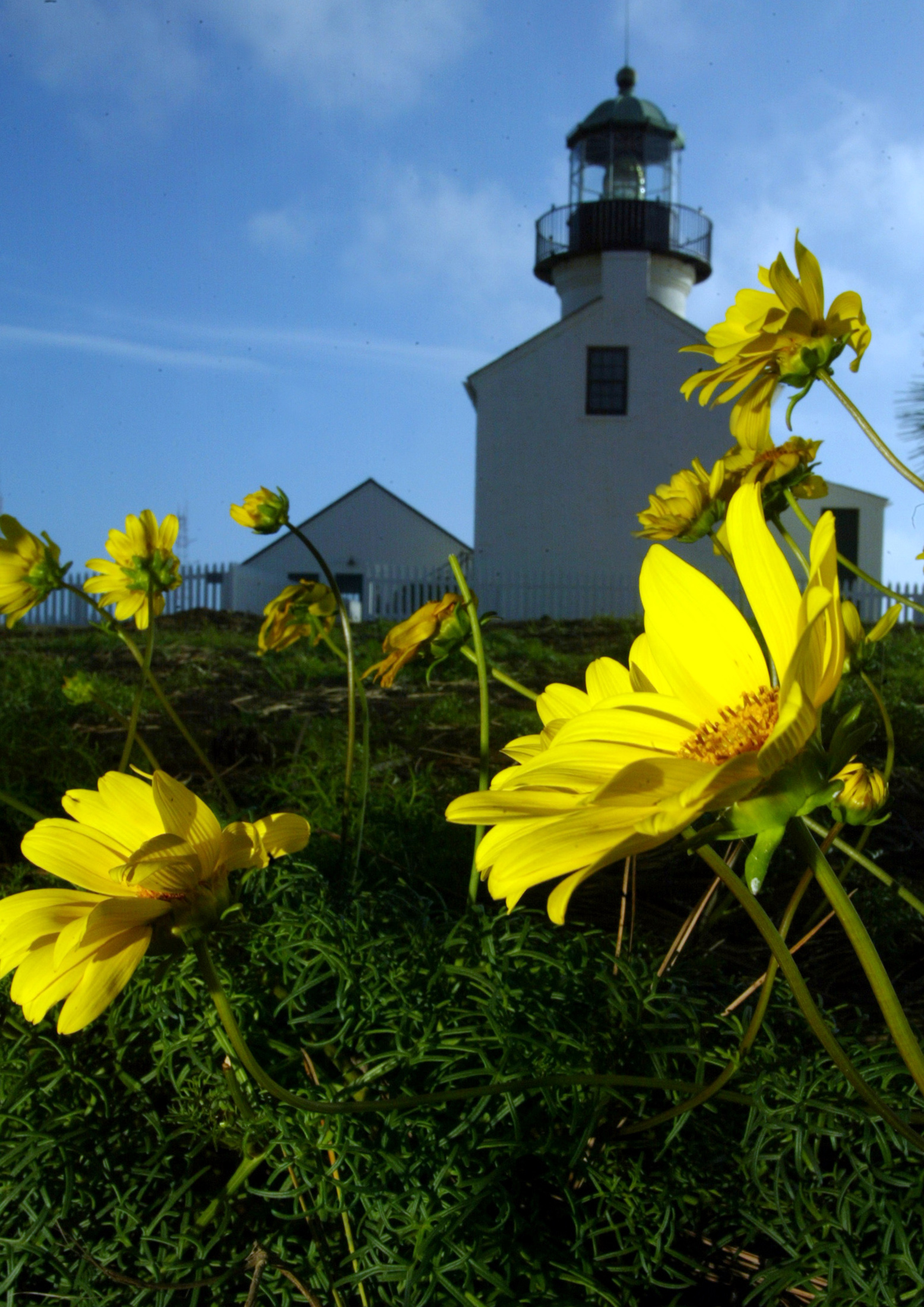 Wildflowers bloom near the Old Point Loma Lighthouse
