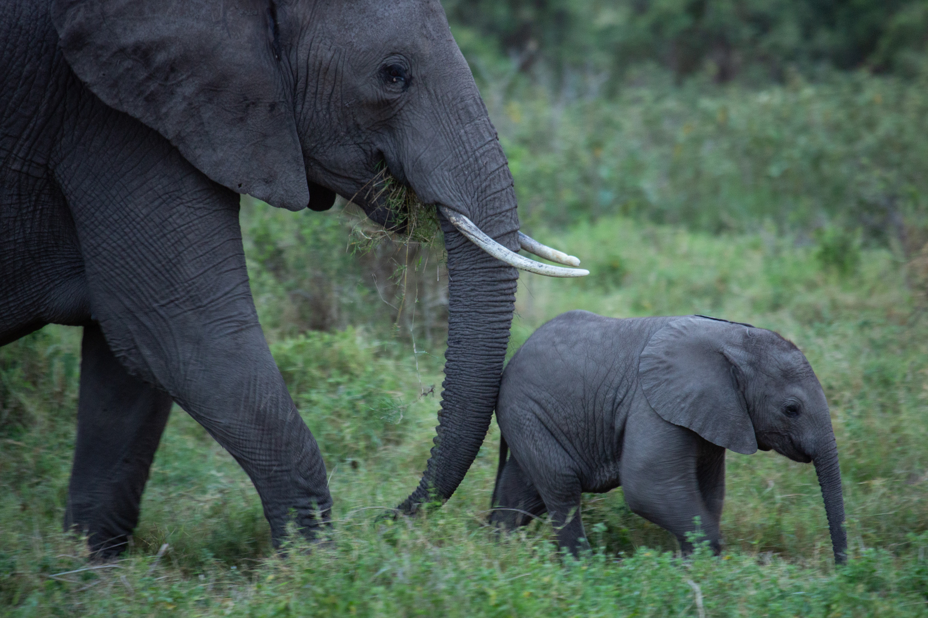 two savannah elephants