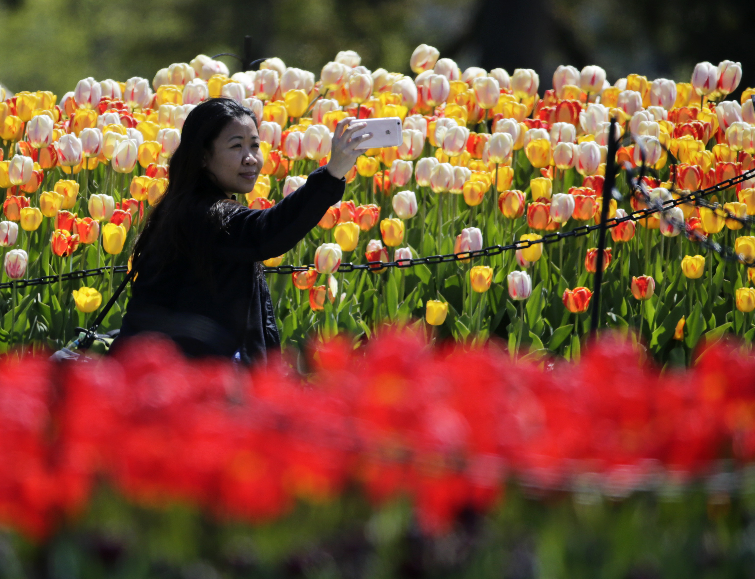 A woman walks through a field of tulips