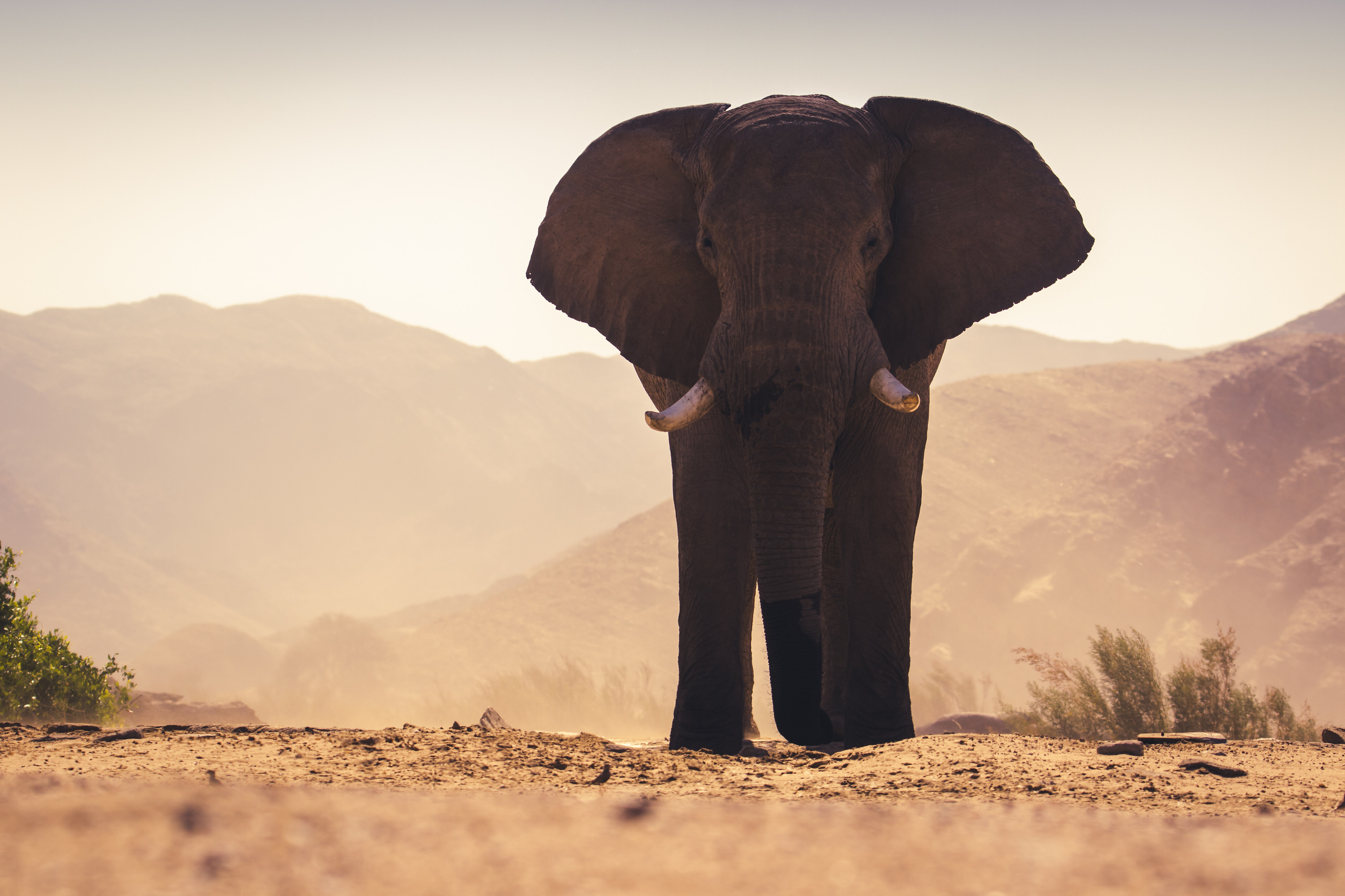 a desert elephant in namibia